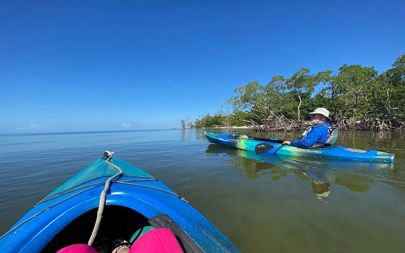 Mangrove coast at dusk