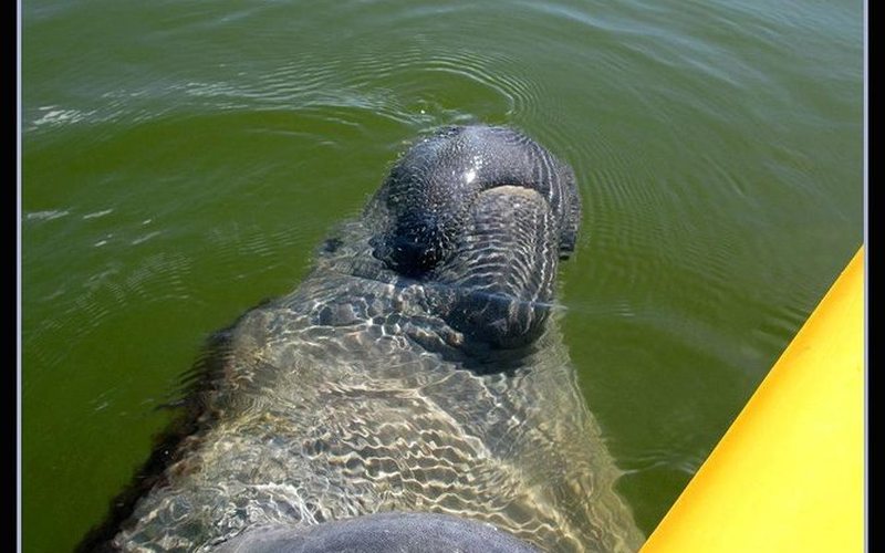 Manatee close