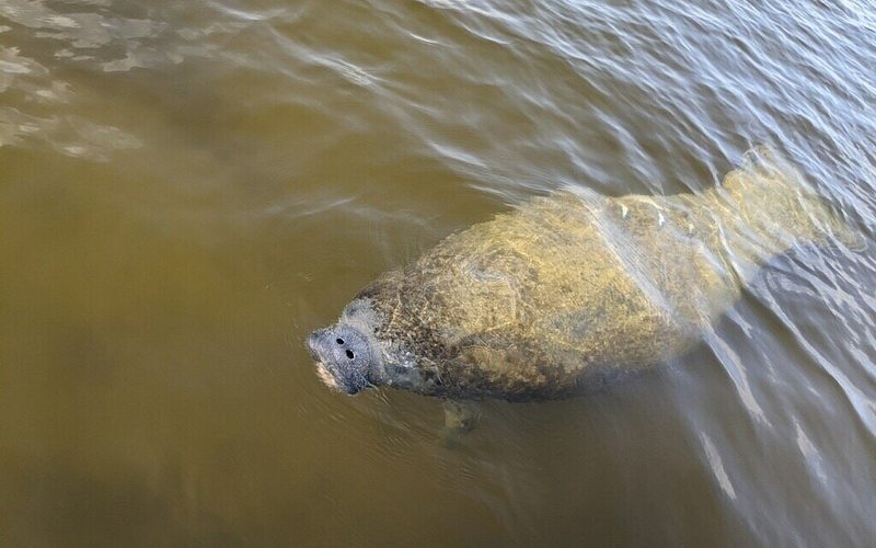 Manatee surfacing