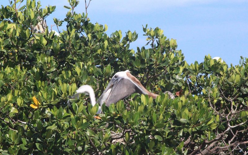 Pelicans in mangrove