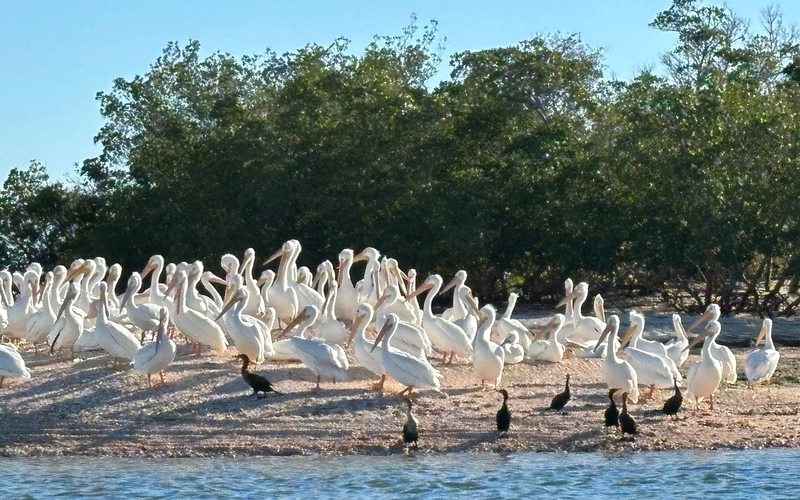 Pelican rookery at sunset