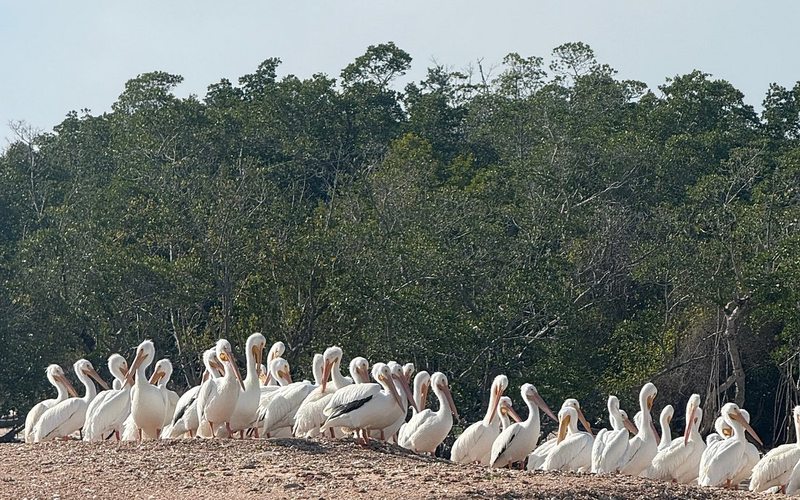 Pelicans